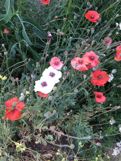 Coaster _ Red Poppy