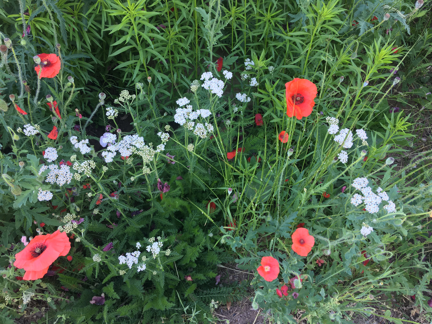 Tray _ Red Poppy (Small)