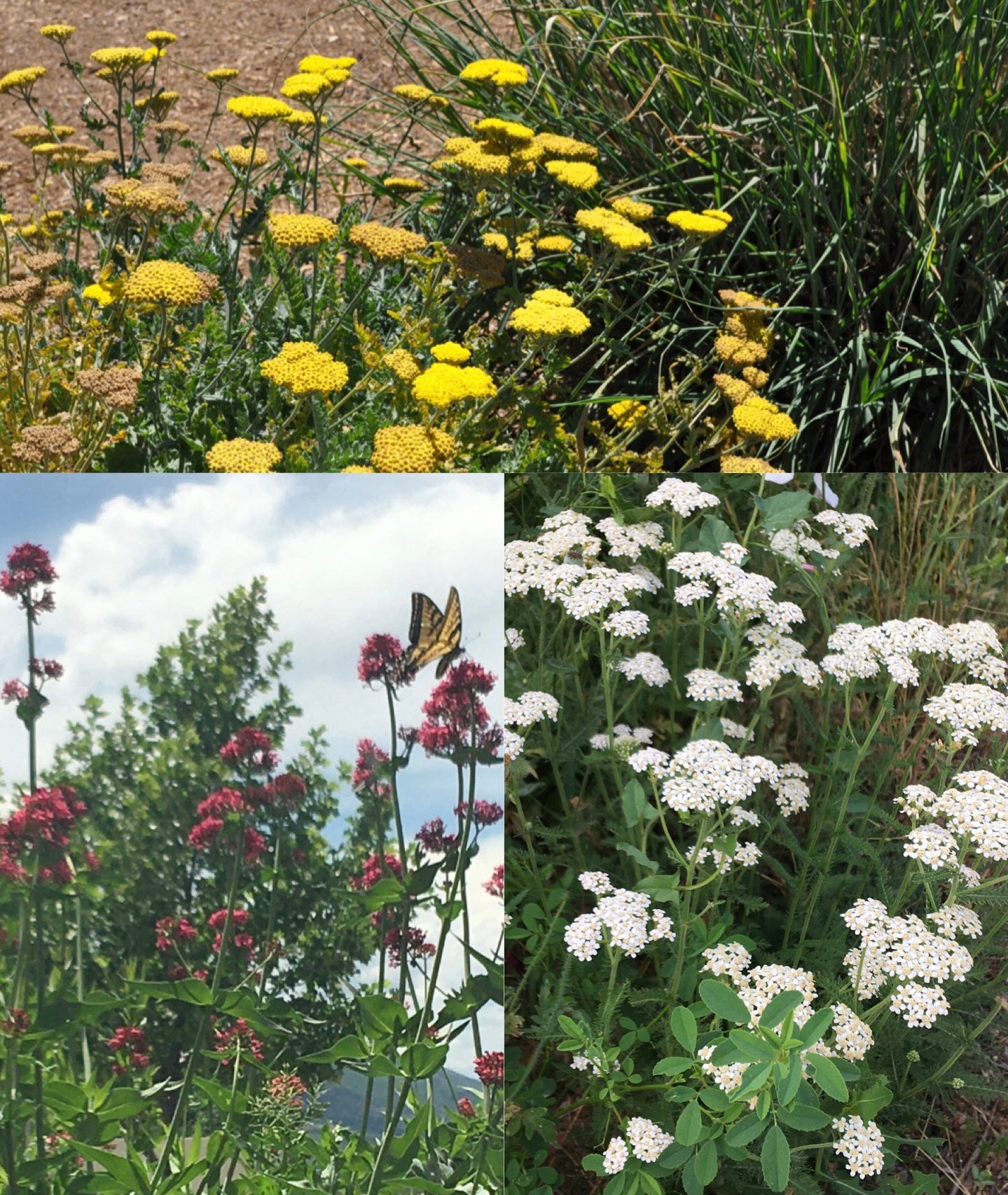 Ornament _ Yarrow & Valerian (holographic)