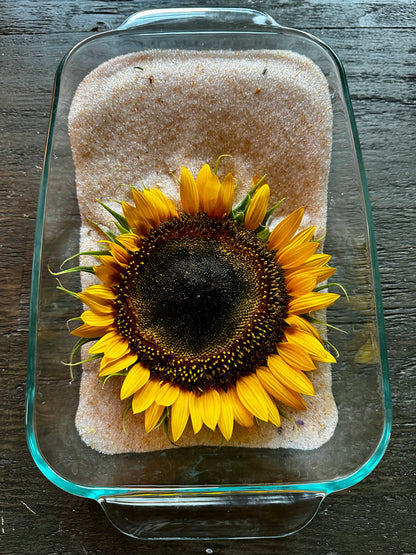 Hexagon _ Sunflower